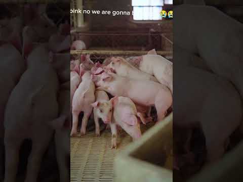 a life of a pig music (75 subscribers special)