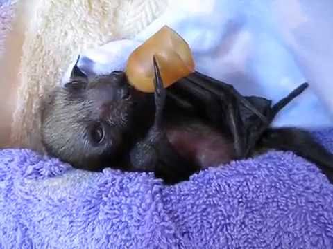 Newborn Grey-headed flying-fox/bat
