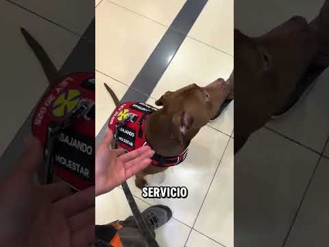 El perro de servicio NO se debe tocar! #perrodeapoyoemocional #perrodeasistencia #educadoracanina