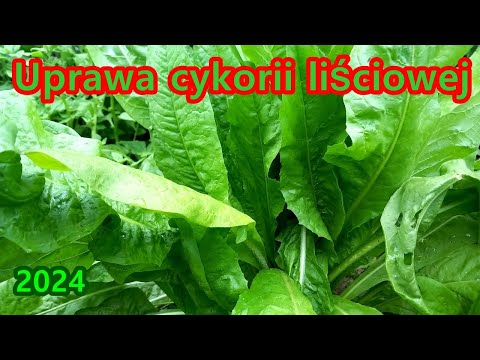 Cykoria liściowa / Uprawa cykorii liściowej 2024