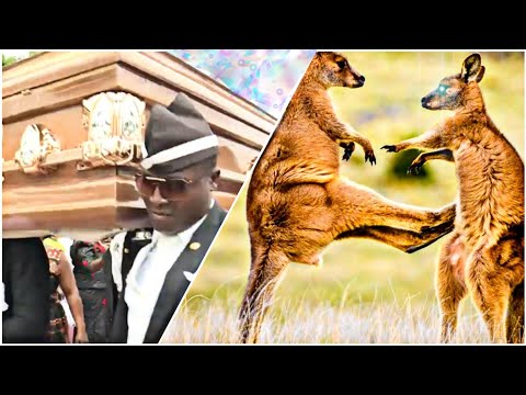 Funniest ANIMAL FIGHTS⚰ COFFIN DANCE MEME #13