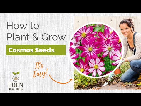 Cosmos - How to Grow Cosmos