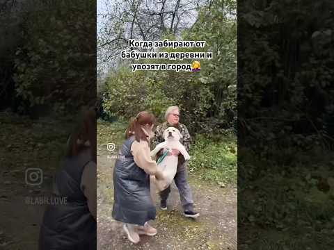 #рекомендации #юмор #funny #funnyvideo #мем #dog #funnydogs #funnyshorts #funnycomedy #собака