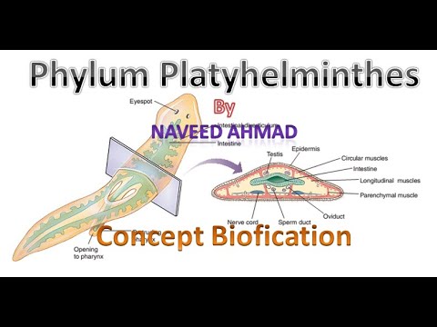 chiste giardia duodenalis papilloma mintázat