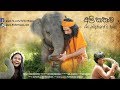 Ali Kathawa අලි කතාව An Elephant S Tale 2017 Full Movie