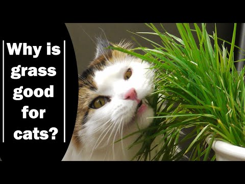 Why Does My Cat Like To Eat Grass? | why do cats vomit after eating grass | Vet Furqan Younas