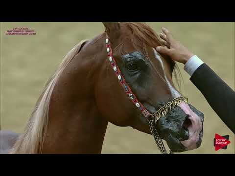 N.316 KAMAR AL GAZAL - 21st Qatar National 2018