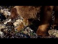 Whos Mightier It S UnBungalievable The Lion Guard Disney Junior Full HD 1920x1080