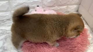 柴犬の動画01