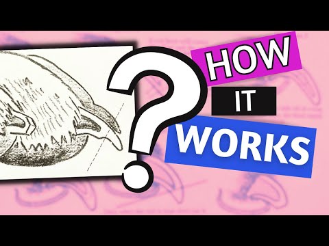 STRUGGLING To Recede The Quicks? Groomer’s Technique For Success!