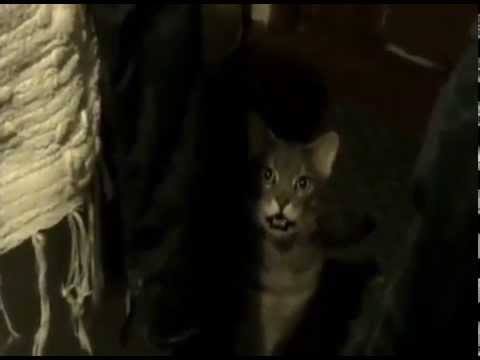 OMG ! Just a cat saying hey !