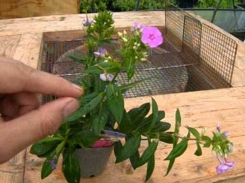 園芸 フロックス 春の夜明け