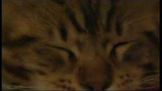 preview picture of video 'Ettore Maine Coon brown tabby'