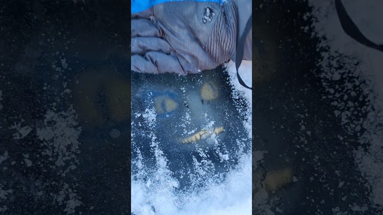 Found a Frozen Dinosaur under the ice! How did it get there?