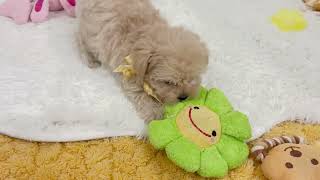 ハーフ犬の動画01