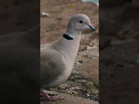 Canto de Ninfa, enseña a tu ninfa a cantar 🎤🎶🐦 #birds #ninfacantando #cockatielsinging