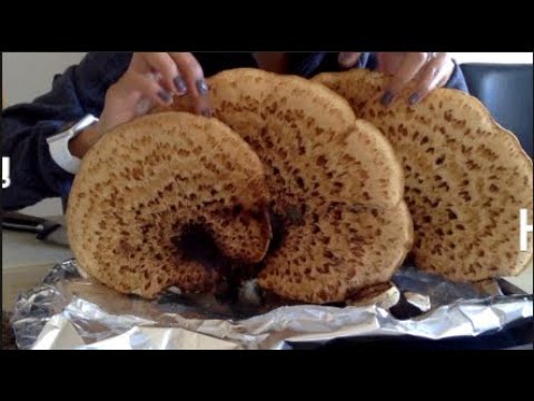 download lagu mp3 mp4 How To Cook Hawk Wing Mushrooms, download lagu How To Cook Hawk Wing Mushrooms gratis, unduh video klip How To Cook Hawk Wing Mushrooms