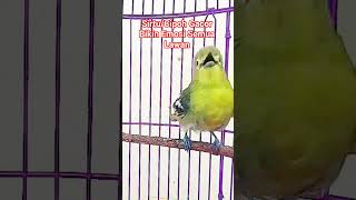 Download lagu Pancingan Sirtu/ Cipoh Gacor Bikin Emosi Semua Lawan#sirtugacor #pancingansirtu #shorts mp3