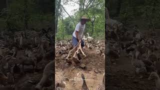 Download lagu Use Amazing Hoe To Dig Earthworms For Feeding Ducks In Farm ! mp3