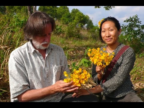 [2017] Bei Anruf Entdeckung (4/4) Im Reich der heiligen Pflanzen [Dokumentarfilm HD]