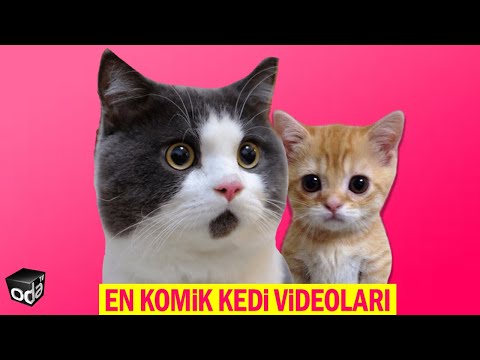 The Funniest Cat Videos