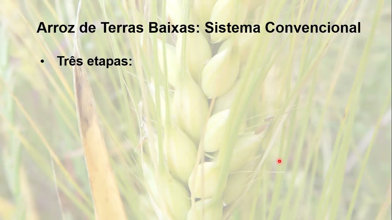 VIDEO AULA 04 SISTEMAS DE CULTIVO E CULTIVARES DE ARROZ