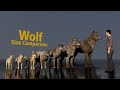 Wolf Size Comparsion