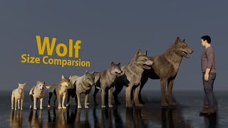 Download lagu Wolf size comparsion mp3