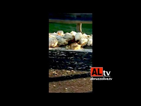 Rimorchio tir si ribalta: strage di polli su A14 tra Ortona e Francavilla al Mare