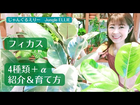 園芸 フィカス高麗人参、フィカス盆栽