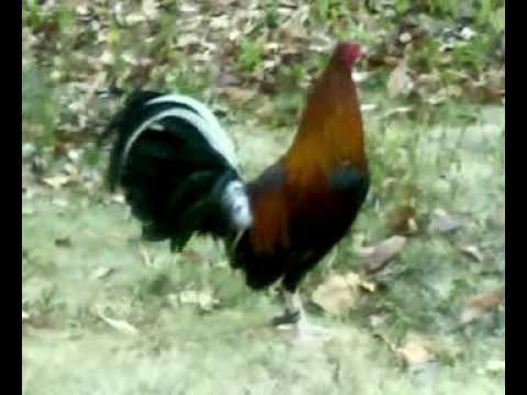 Jofrey Tagab's Farm_1_clip0.avi