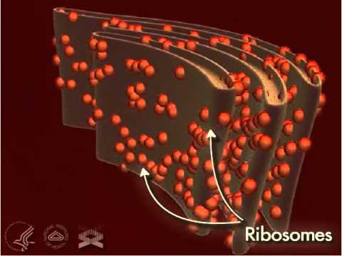 Ribosome 3-D