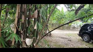 Download lagu lembah biru, bimbo mp3 Download lagu lembah biru, bimbo mp3