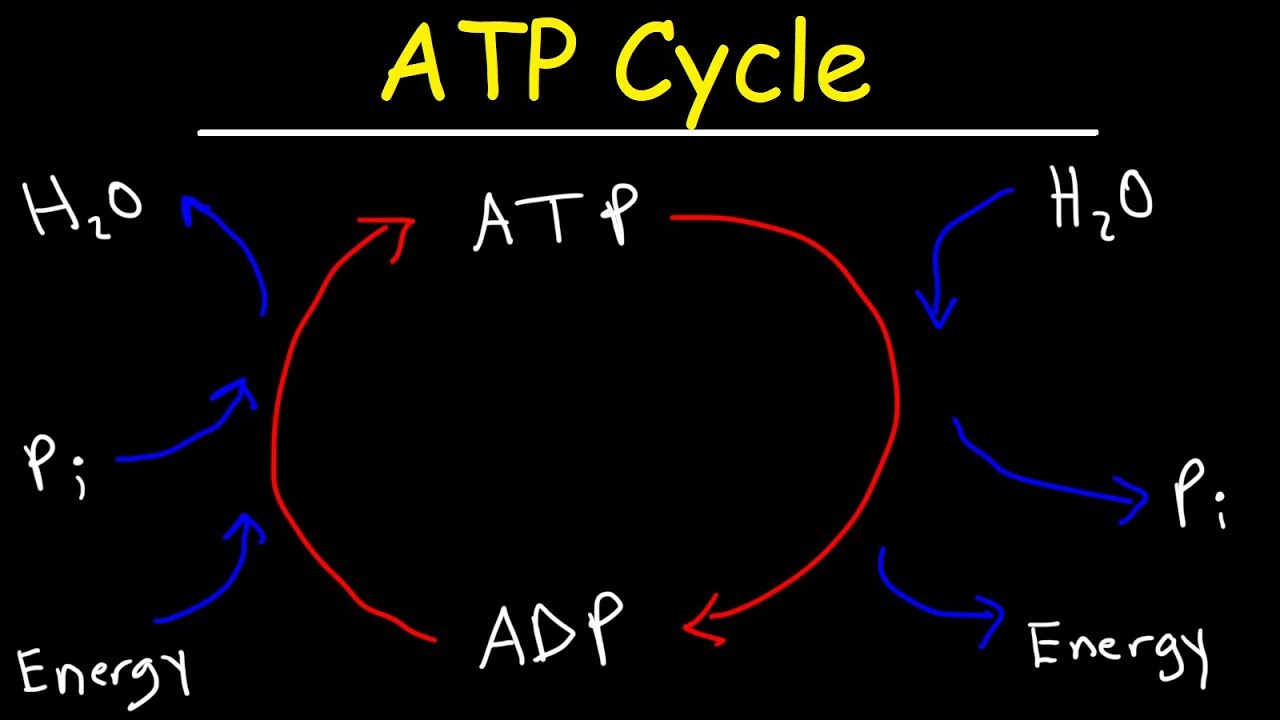 ATP Cycle