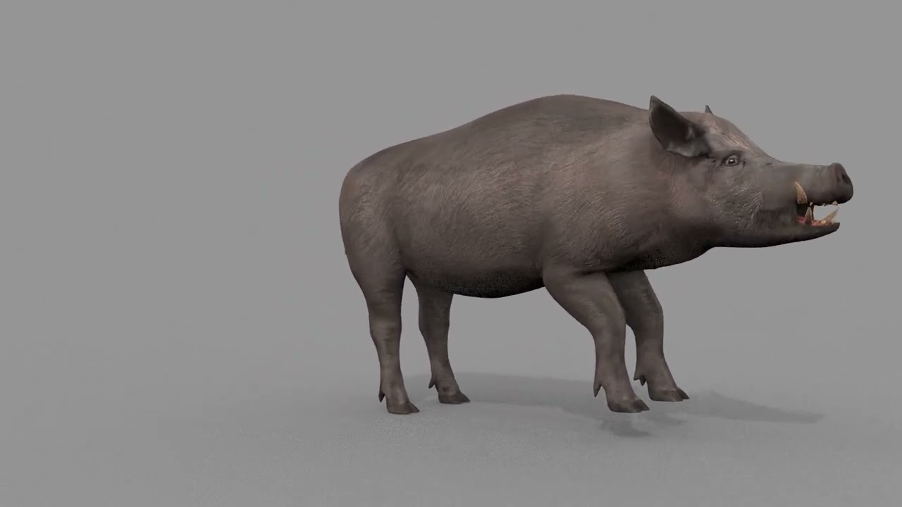 Boar Javali attacker pig - animated 3d fur model 3D Model