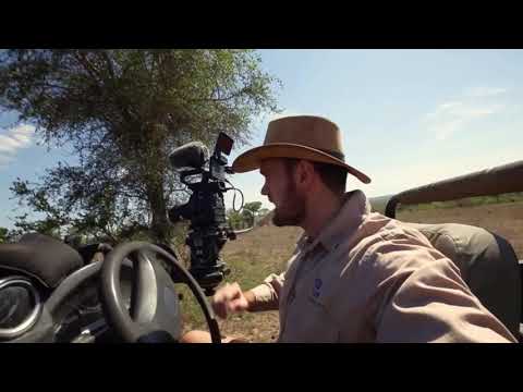 Ndhzenga Male Lions Invasion Of Londolozie