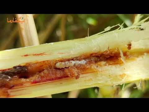 ALCON SUPER field use