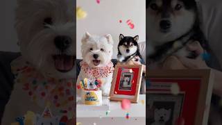 Happy 3rd Birthday, XiaoBai! A Special Celebration