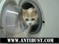 Cat In Washing Machine