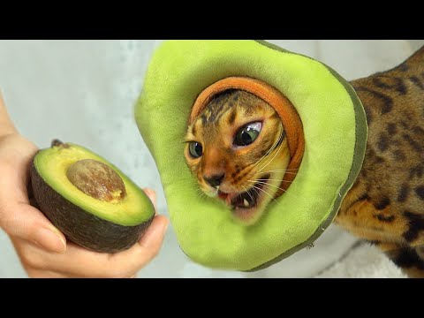 Avocado Cat eats AvocadoㅣDino cat - YouTube