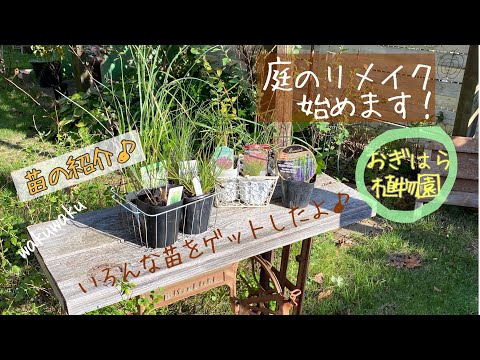  Pennisetum setaceum rubrum – 庭で観賞用の多年草を育てる方法  庭園