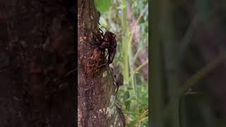 椚樹群集ノコギリクワガタ他
