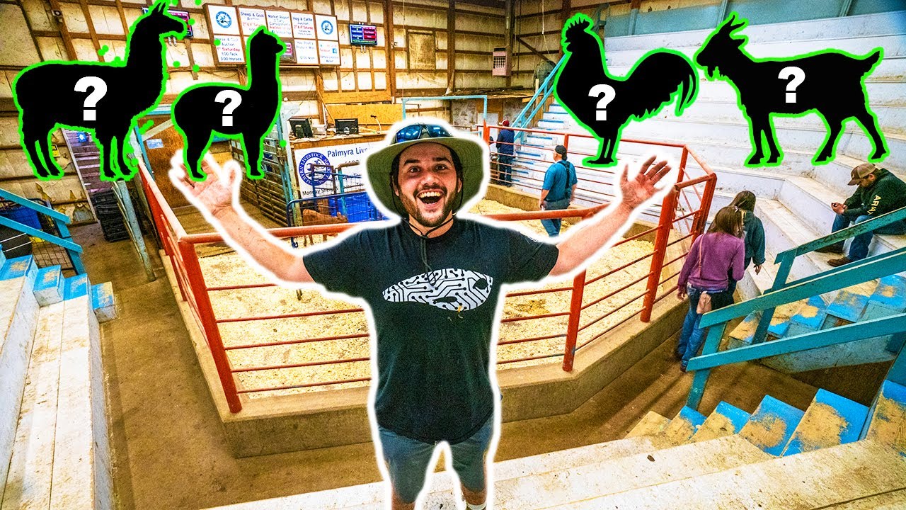 SELLING 5 Backyard Farm Animals at the AUCTION! (Emotional)