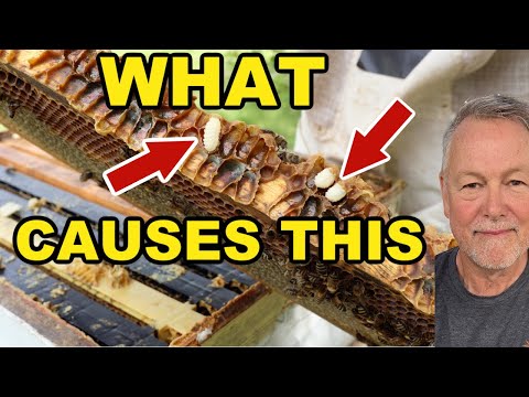Beekeeping | How To Stop Stray, Burr Comb Everywhere