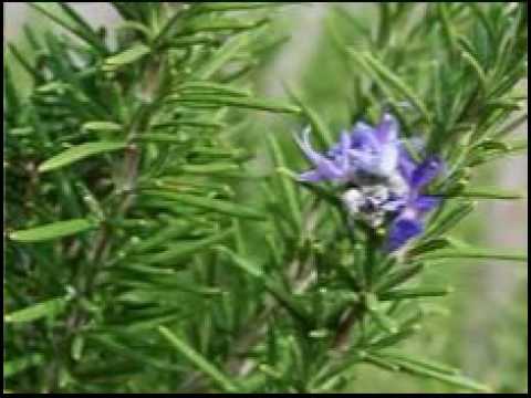 Zdenko Jaso   Ej rozmarin