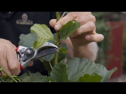 Norrvikens Trädgårdar – Pierres trädgårdstips: Växtstöd