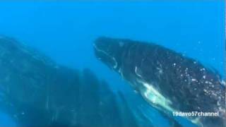 Gurrumul & Blue King brown[ Gathu Mawula Revisited]HUMPBACK WHALES