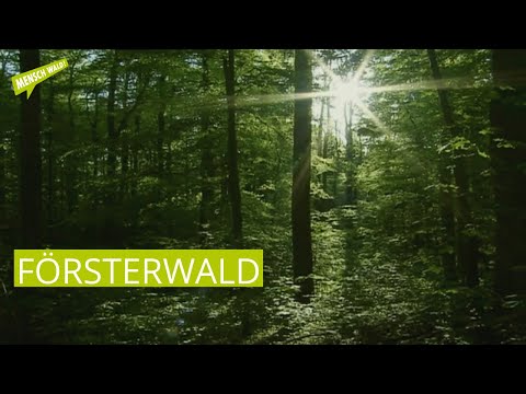 Försterwald - nachhaltige, ökonomisch erfolgreiche Forstwirtschaft