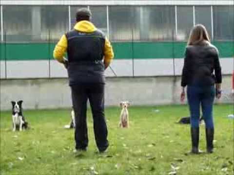 I fermi in gruppo - Allenamento Obedience