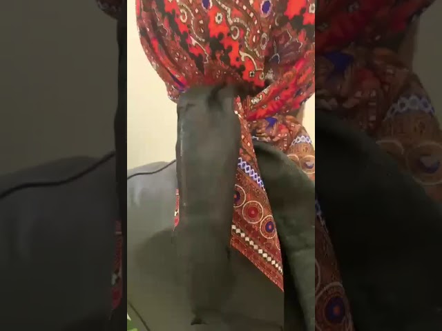 بندانة (صناعة يابانيه )